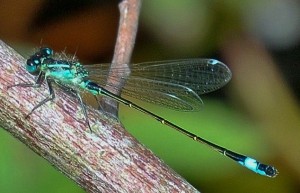 Blue-tailed