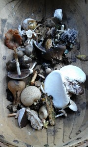 Basket of fungi collected on foray Sunday 9th October 2016